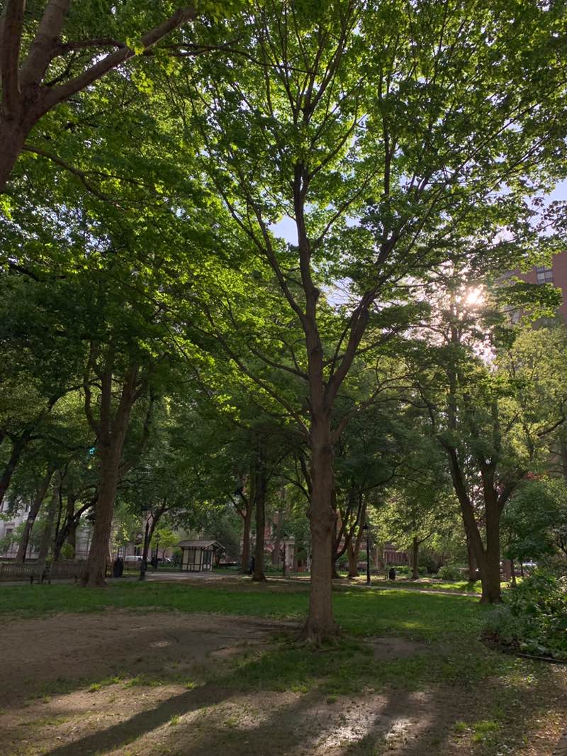 walking near me in Washington Square in spring
