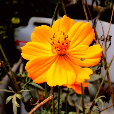 Sun☀️Sonne 🦋🌼☘🏃🏼‍♀️🏃🏼‍♂️ S❗mone 04 ⚽️🏃🏼‍♀️💙🤍🌹🍁 post image