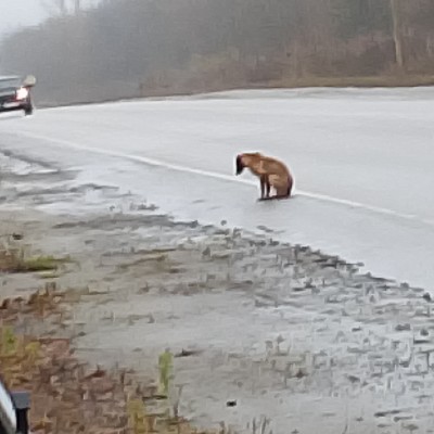 Морской писюн Chezoctr post image