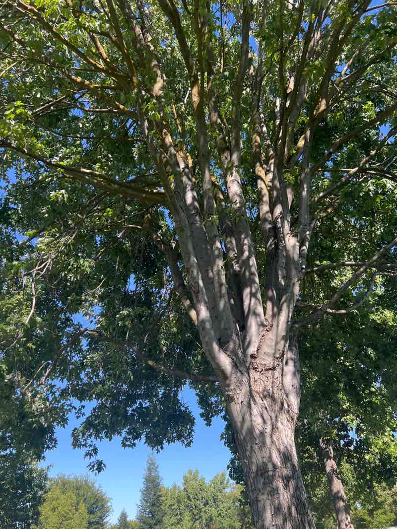 walking near me in Camden Park in summer