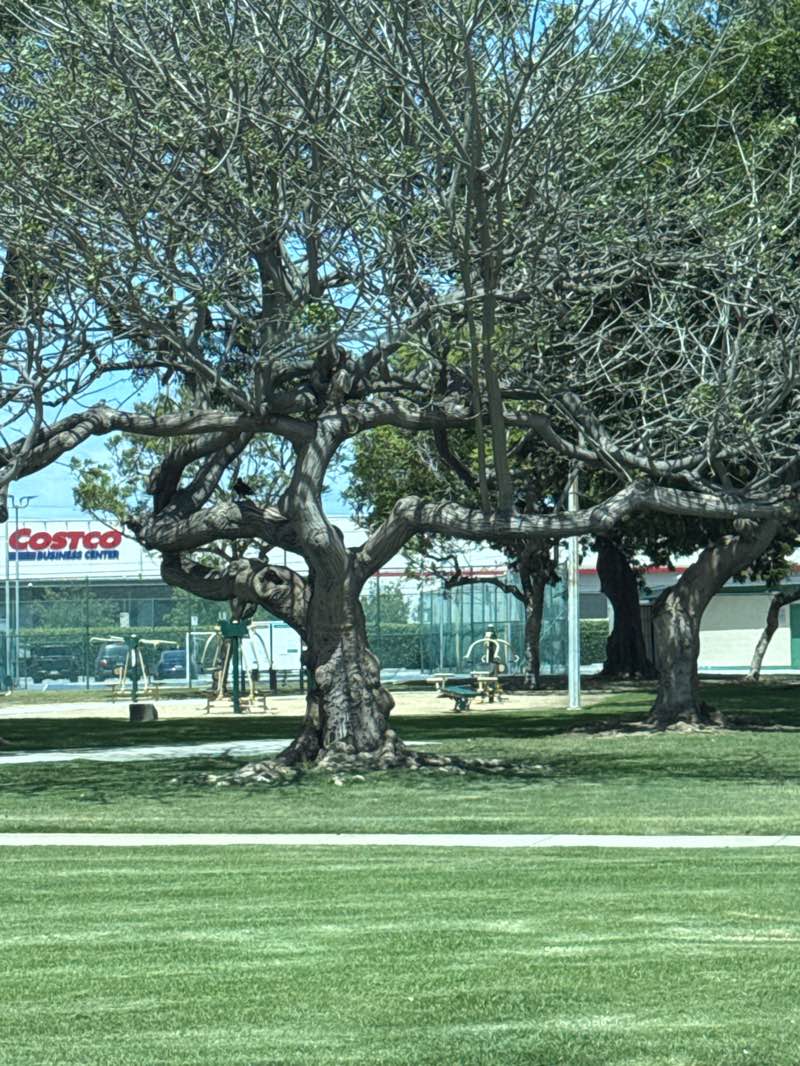 walking near me in Hawthorne Memorial Park in spring
