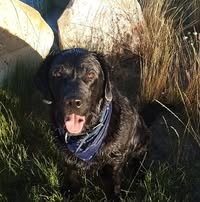 Oskar icon