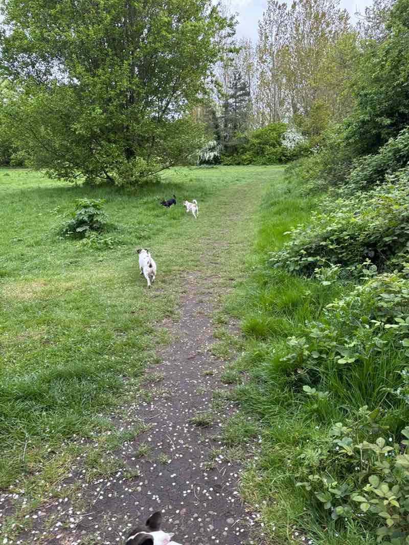 walking near me in Iris Brickfield Park in spring