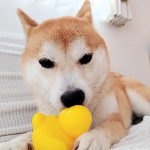 Yuka Hoshino GTLS Osaka profile