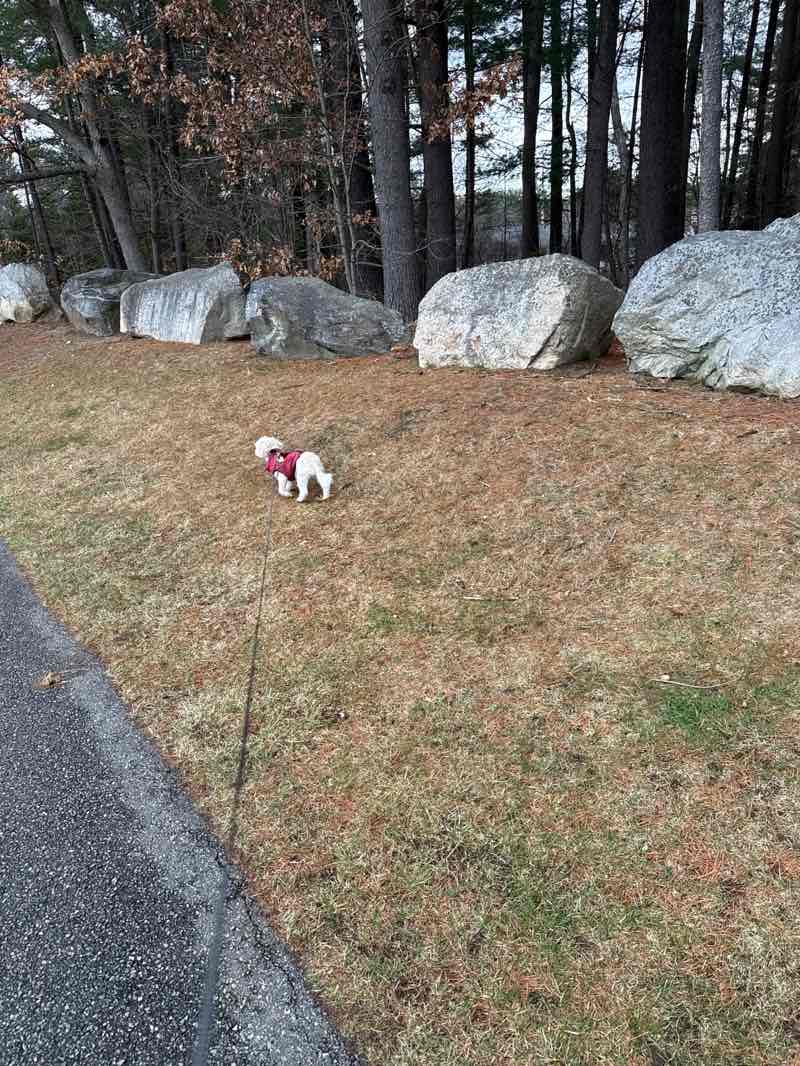 walking near me in Wildwood Park in spring