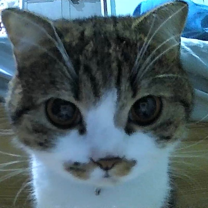 DeedieCatWalk 🦭 profile