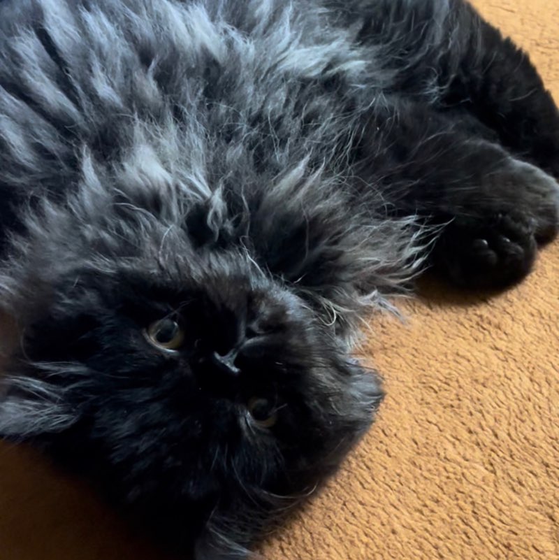 Alexandra Tavizon profile