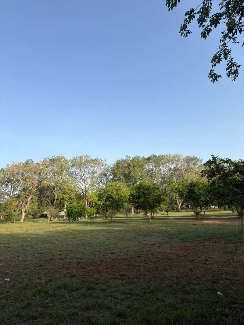 walking near me in Sarbah field in spring