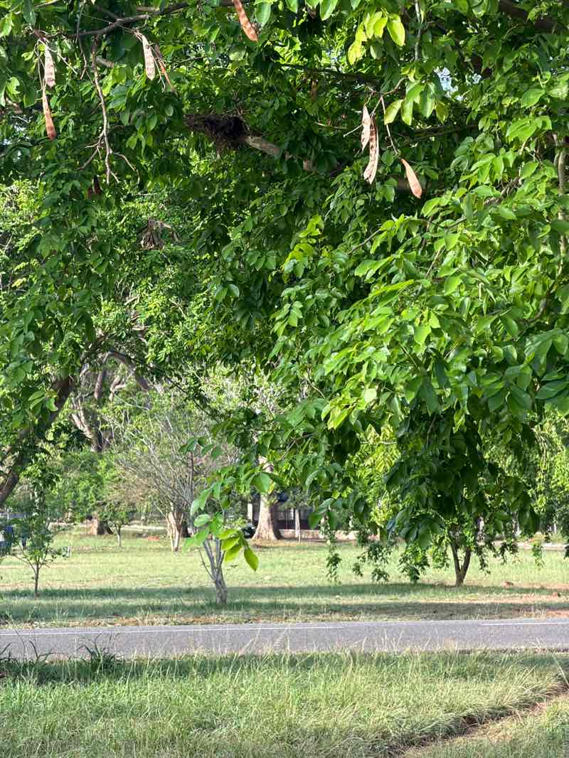 walking near me in Sarbah field in spring