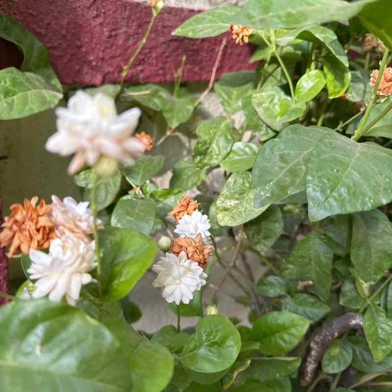 देवाधिदेव महादेव रमता जोगी post image
