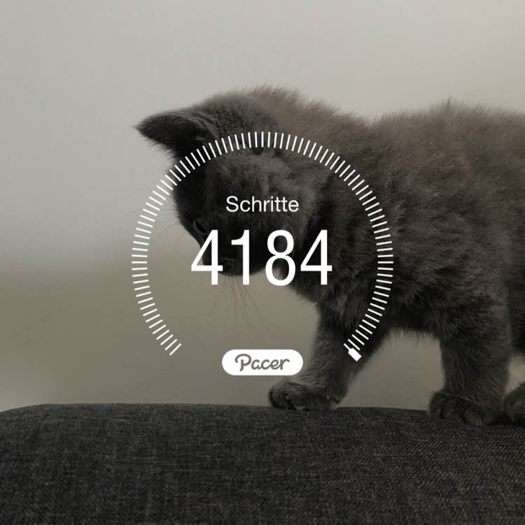 Baby Cat post 1