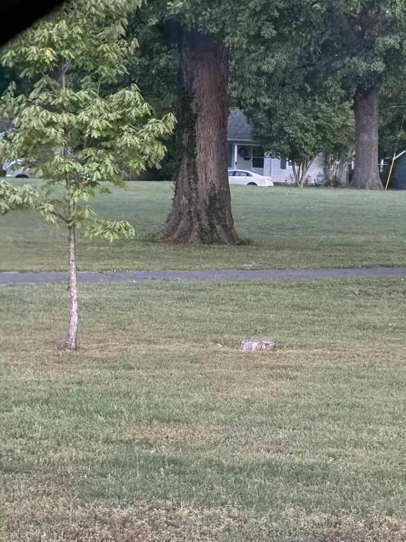 walking near me in Albert Jones Park in spring