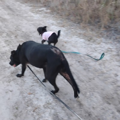 Florida walking club Emily Ruckman post image