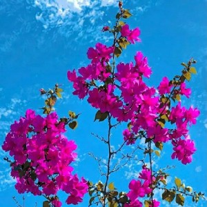 Alina Becker profile