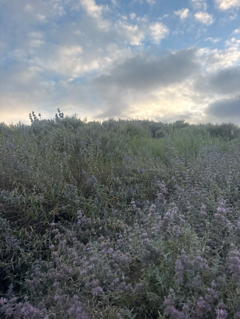 walking near me in Mammoth Highlands Park in spring