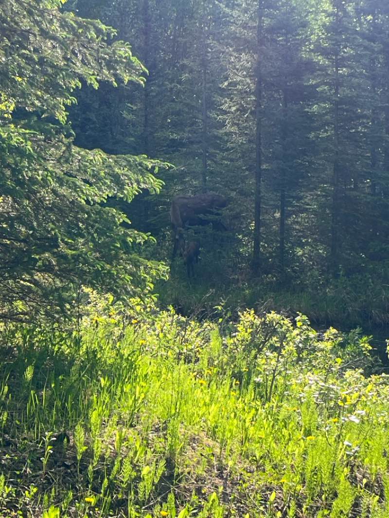 walking near me in Lyn Ary Park in summer