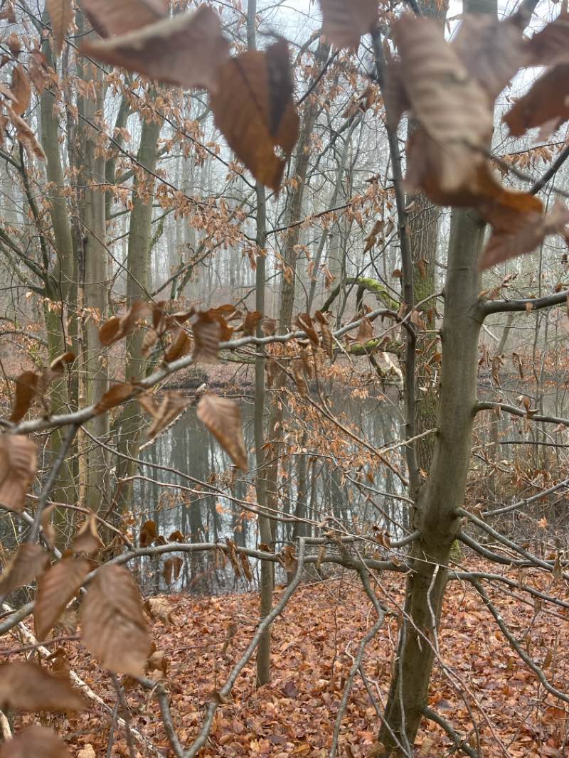 walking near me in Schillerpark in winter