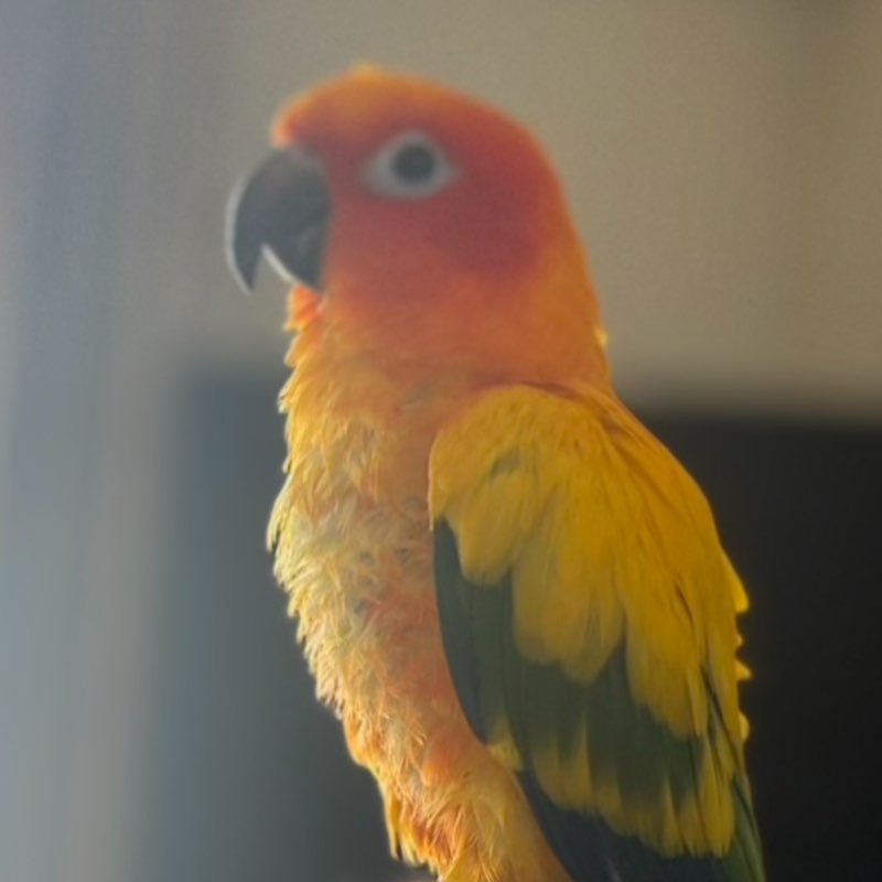 poko profile