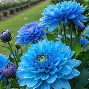 Ellen Hernandez profile