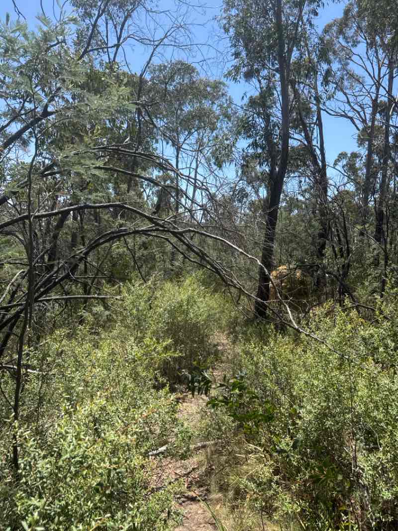 walking near me in Kanangra-Boyd National Park in summer