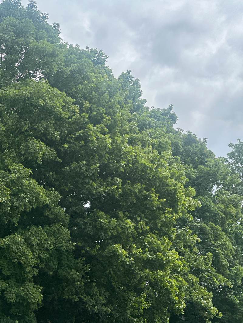 walking near me in Ward Street Park in summer