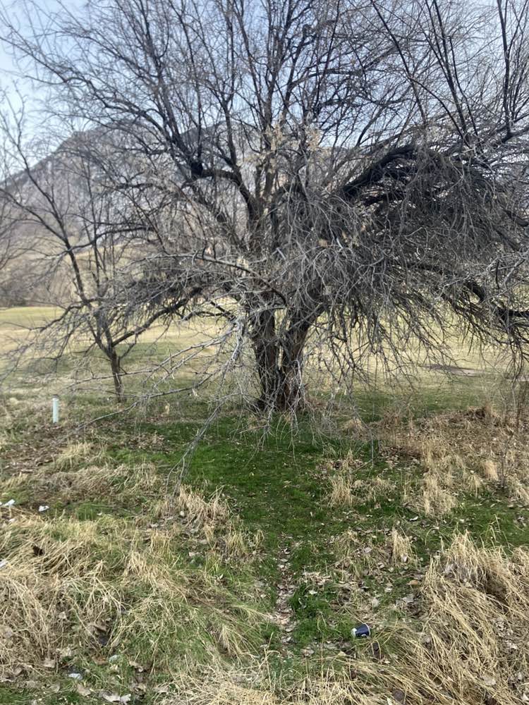 walking near me in George S Eccles Dinosaur Park in winter