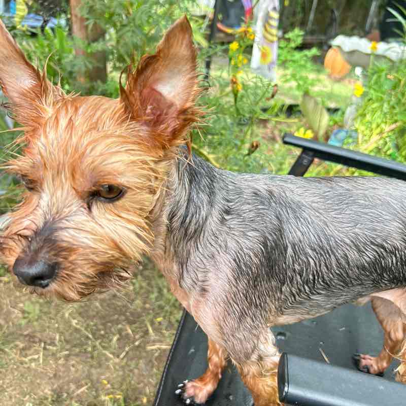 mitzi (recovery) post 1