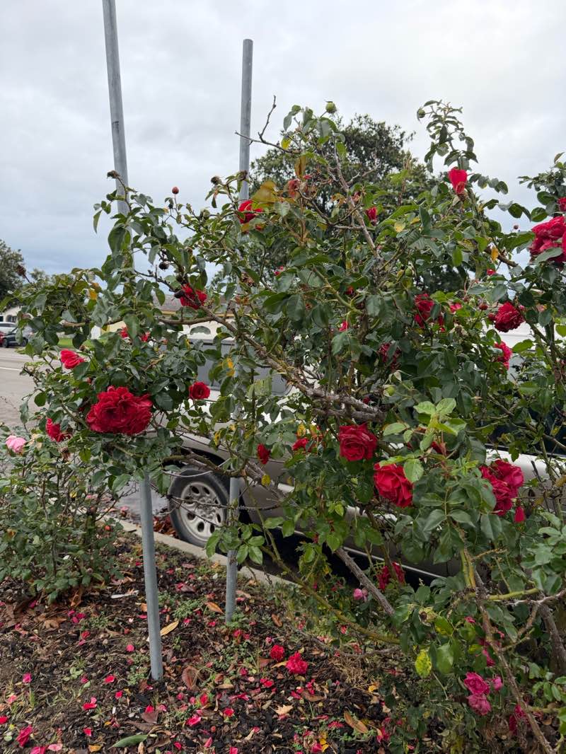 walking near me in Atkinson Park in winter