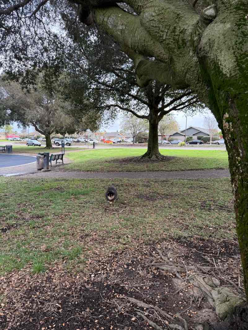 walking near me in Grogan Park in winter