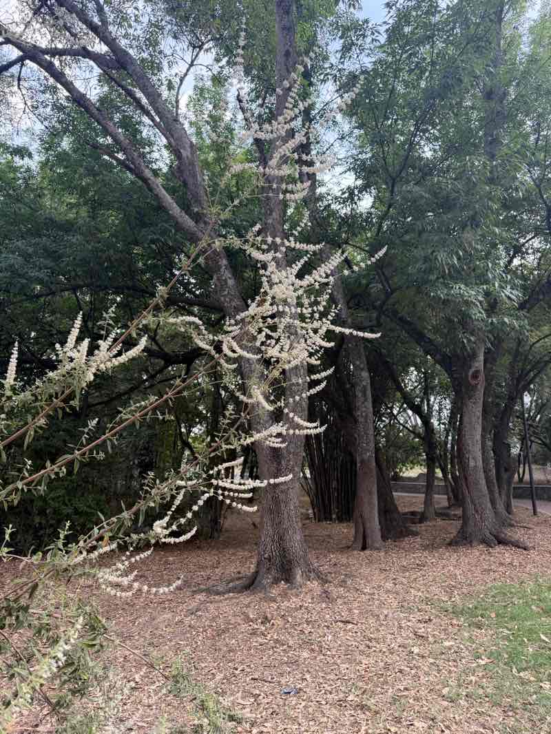 walking near me in Parque Italia in spring
