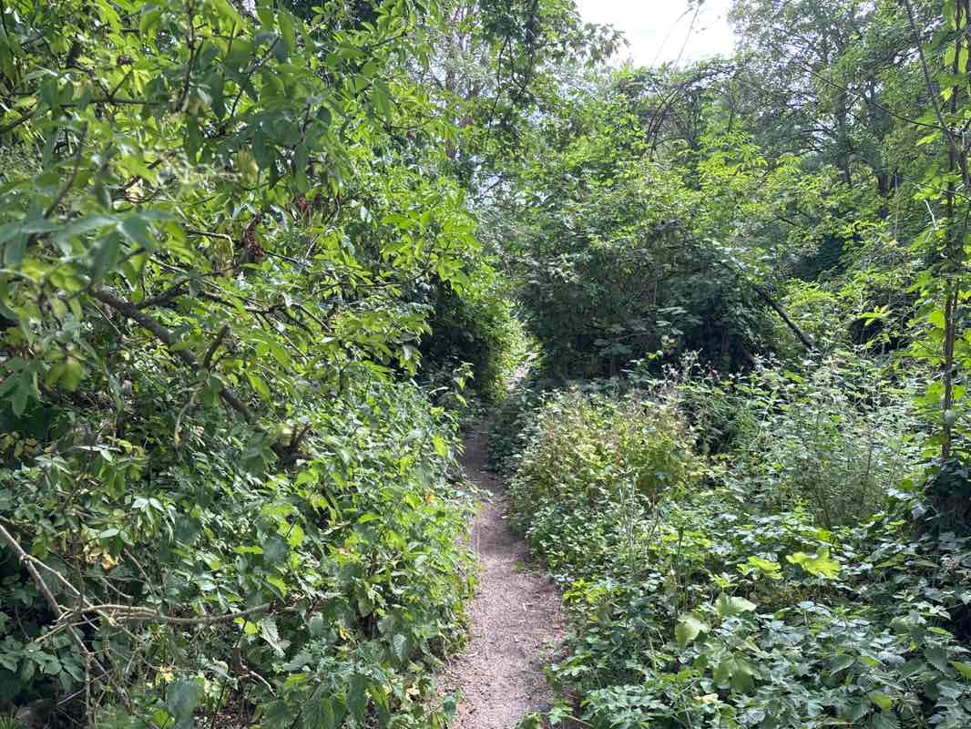 walking near me in Moormede Recreation Ground in summer