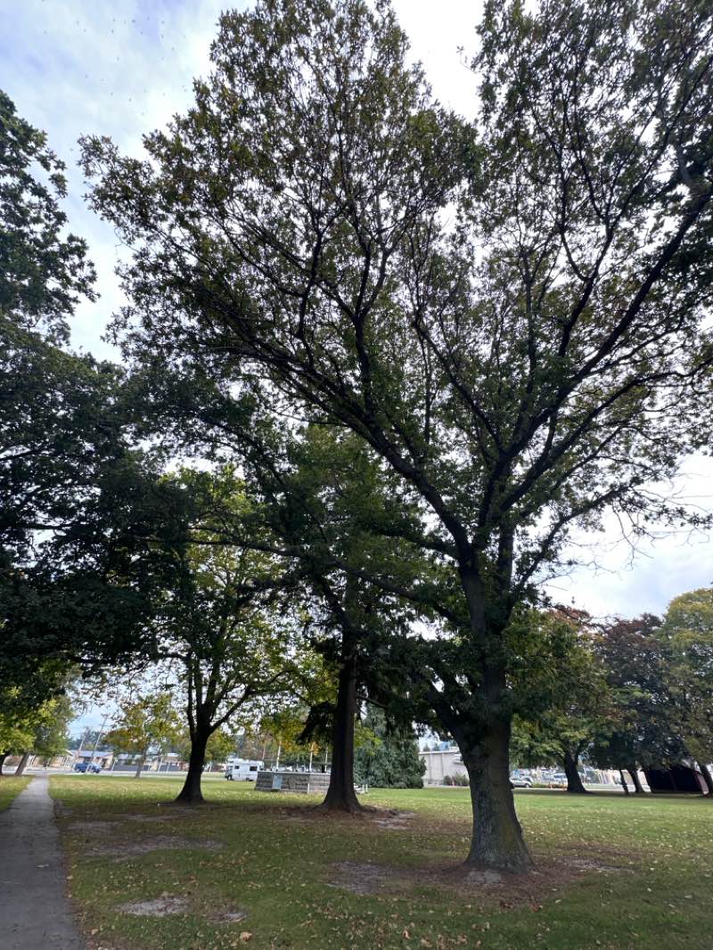 walking near me in Seddon Square in autumn