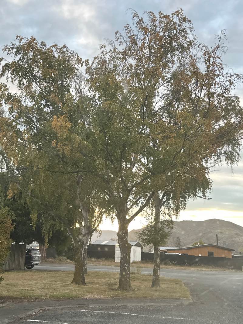 walking near me in Otematata Rec Reserve in autumn