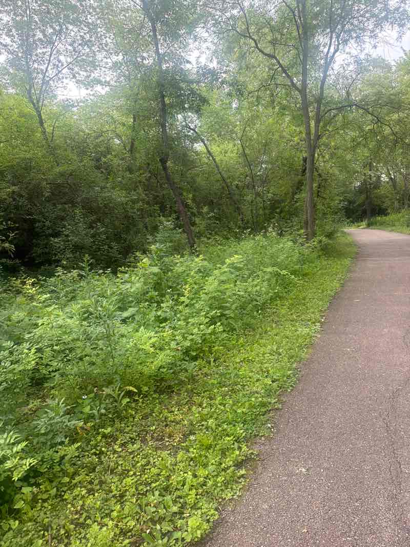 walking near me in Locust Park in summer