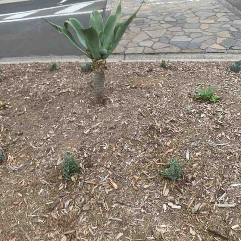 Lucas 🎣🐠 🇦🇺🏀 post 1