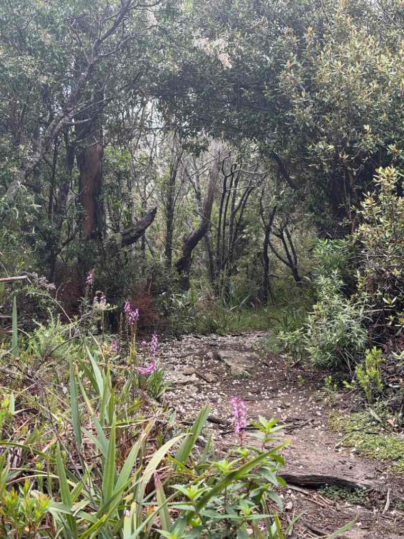 walking near me in Baw Baw National Park in summer