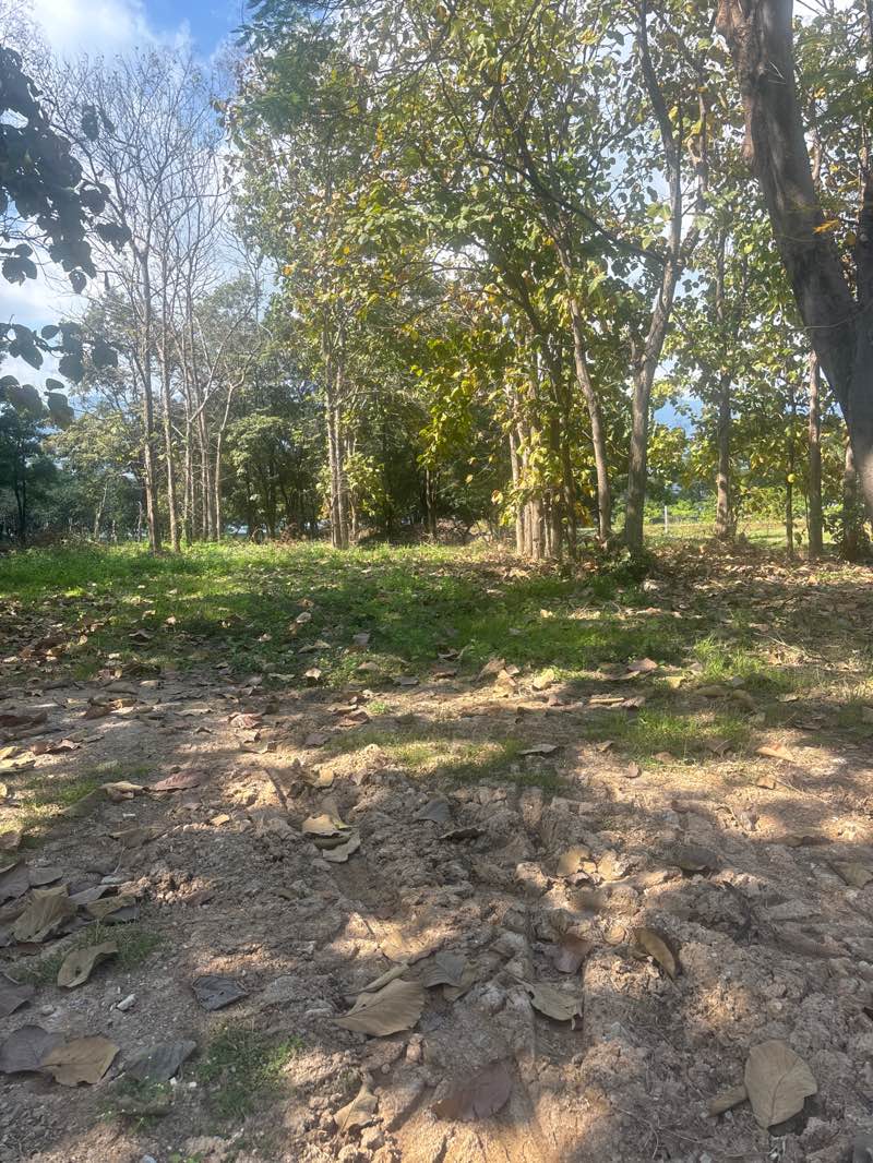 walking near me in Center for the Promotion of Arts and Culture Chiang Mai University in winter