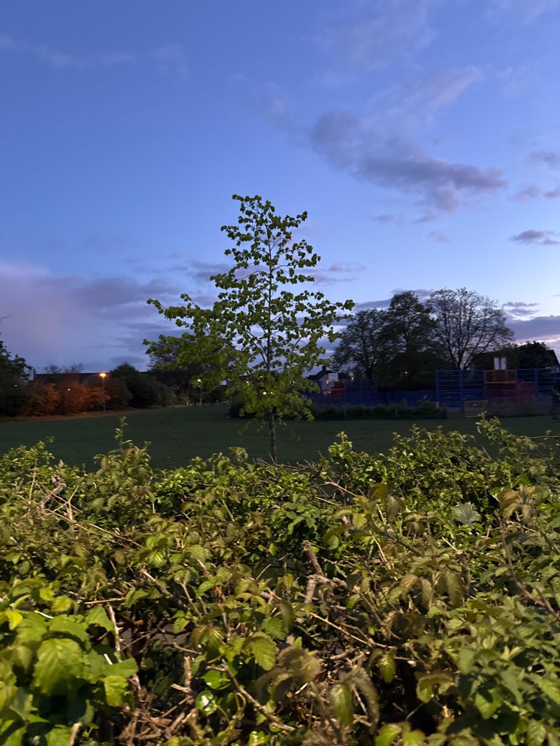 walking near me in Cage Park in spring