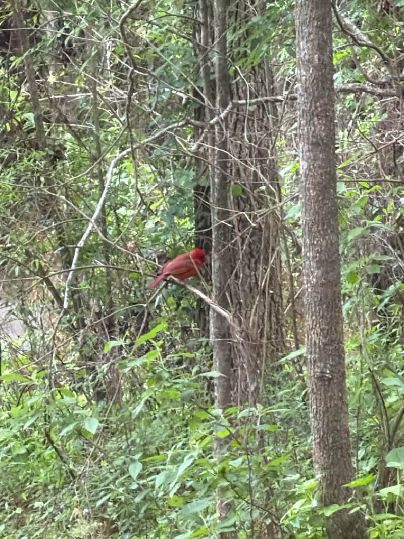 walking near me in Cayce Riverwalk in spring