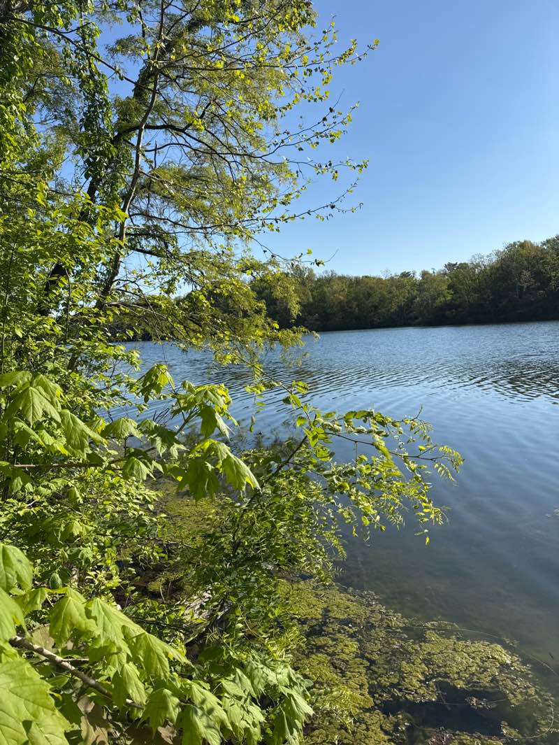 walking near me in Westwood Park in spring