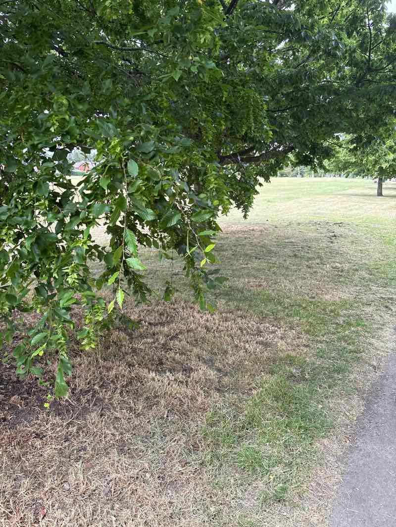 walking near me in Westway Common in summer