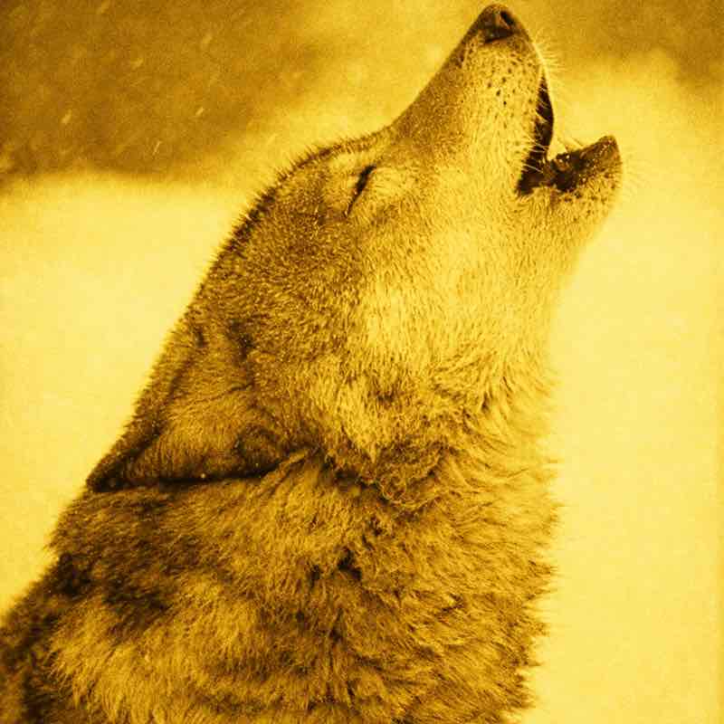 WØLVES of VÅLHÅLLÅ WØLVES of VÅLHÅLLÅ post image