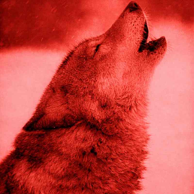 WØLVES of VÅLHÅLLÅ WØLVES of VÅLHÅLLÅ post image