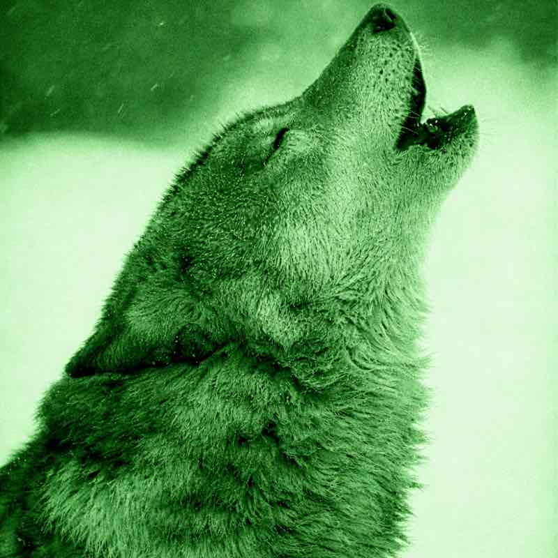 WØLVES of VÅLHÅLLÅ WØLVES of VÅLHÅLLÅ post image