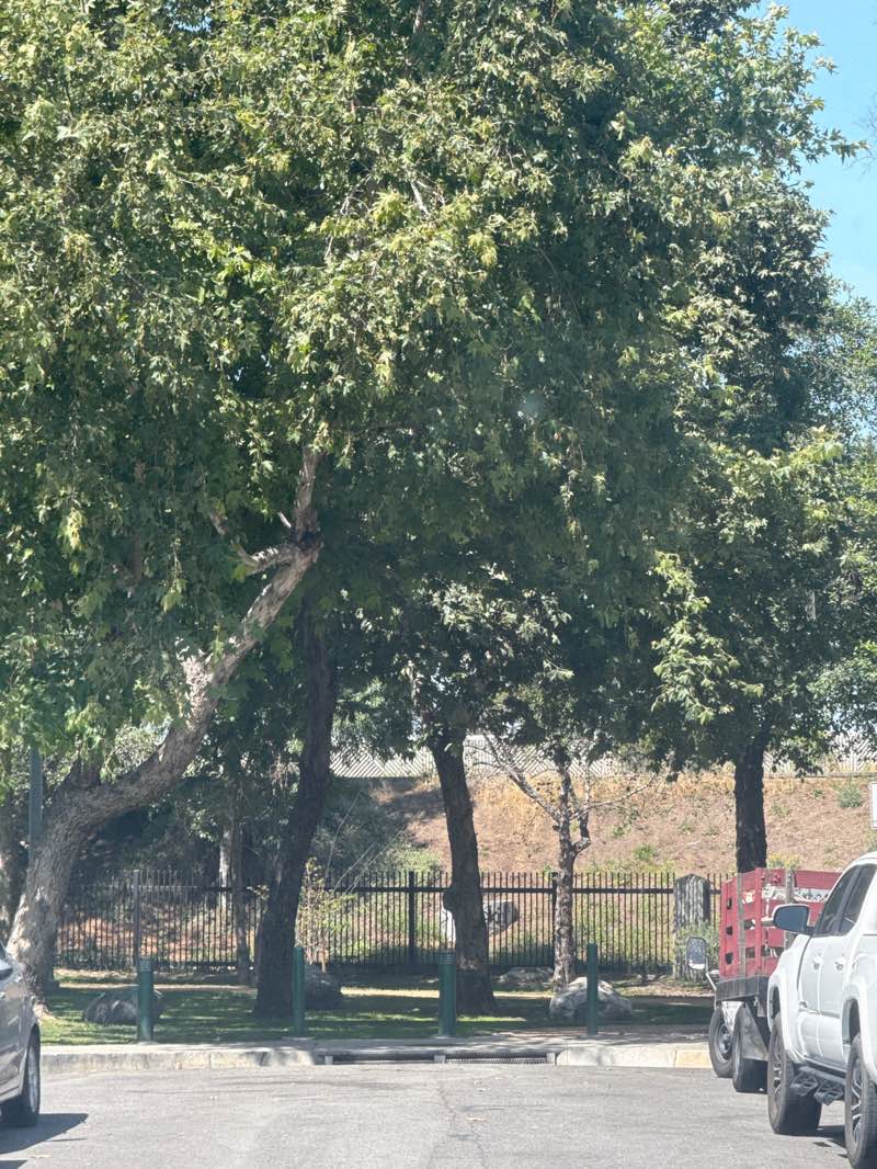 walking near me in Ralph C. Dills Park in spring