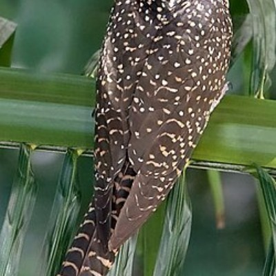 OFSE Digital Footprints Sonia Elizabeth 🇮🇳 post image