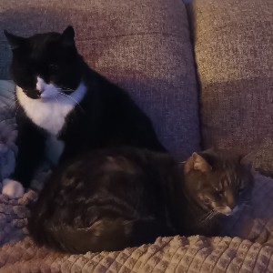 Cindy Van Dijck profile