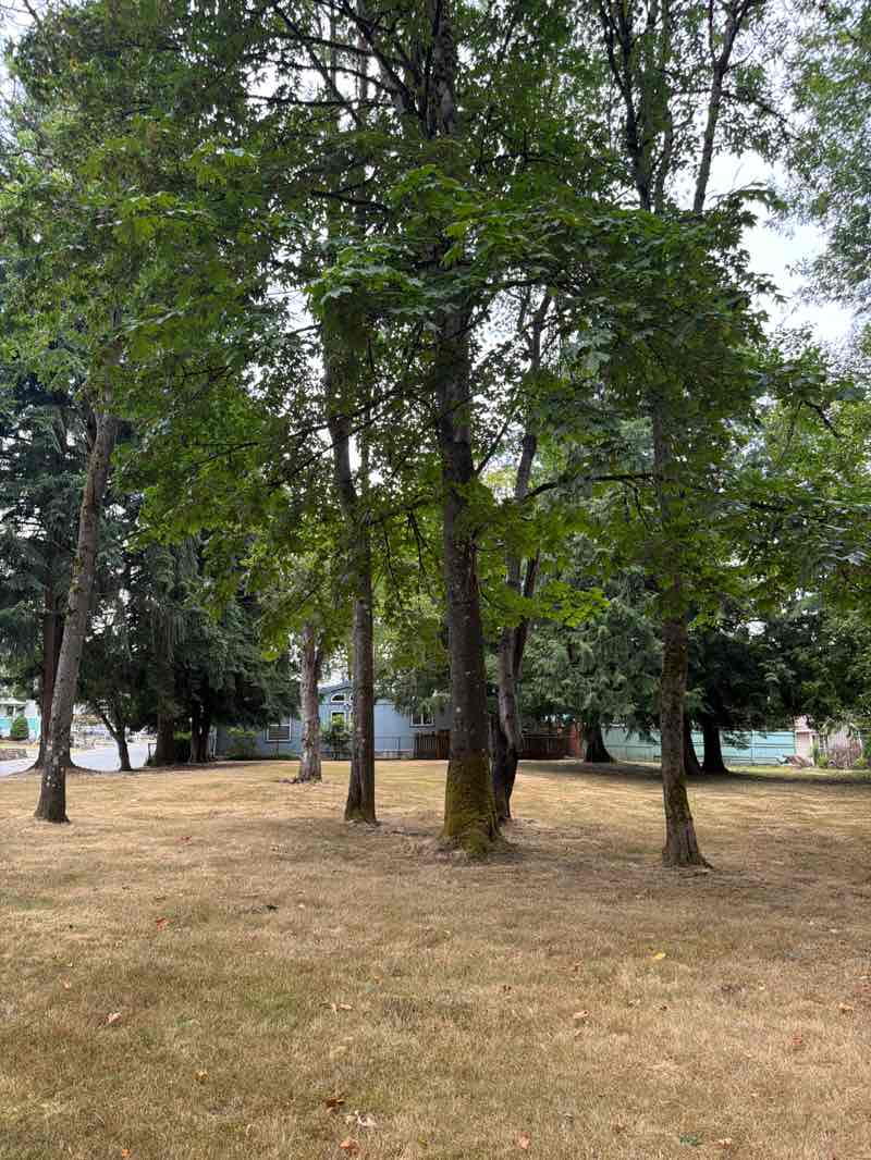 walking near me in Park Orchard Park in summer