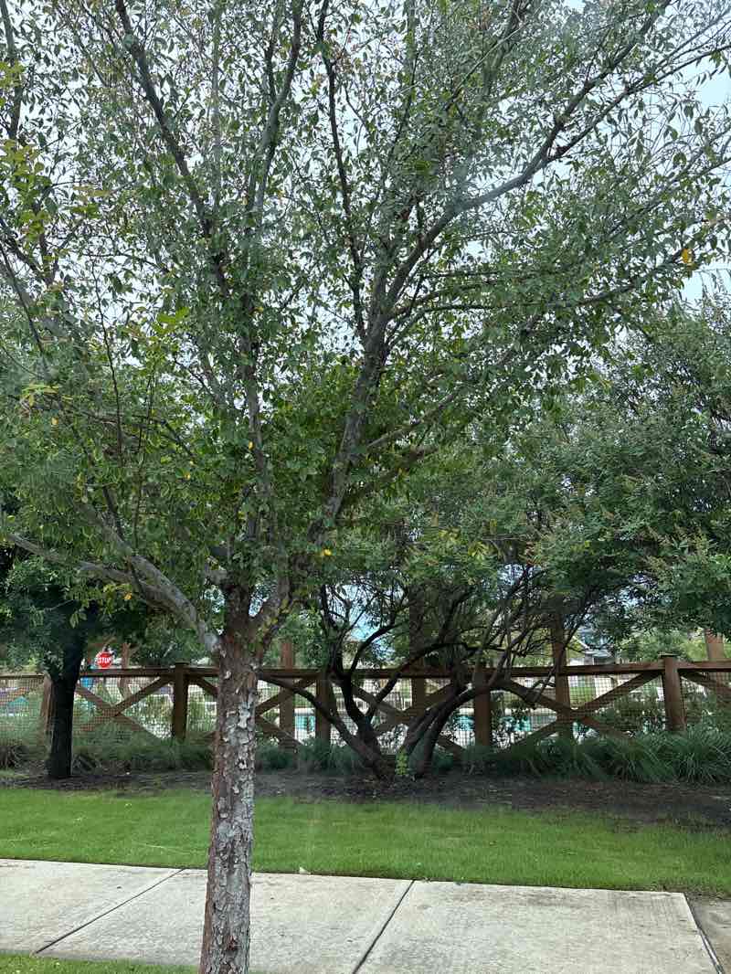 walking near me in Sage Park in summer