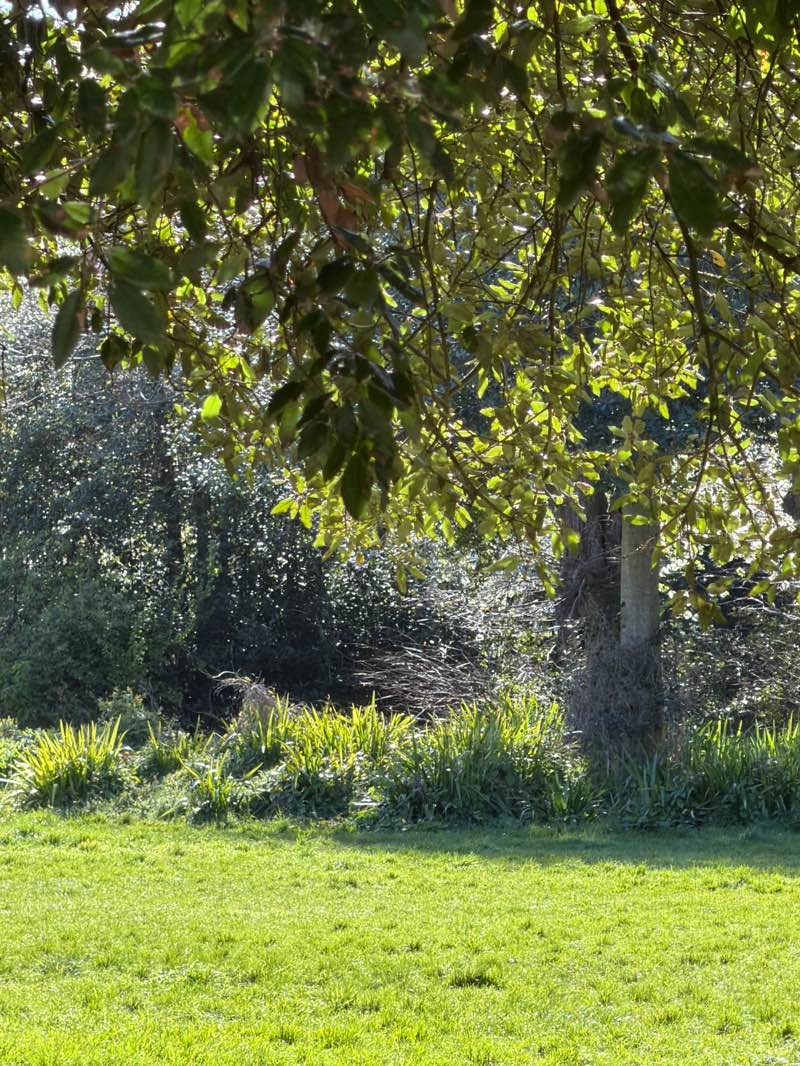 walking near me in Hartfield Square in spring